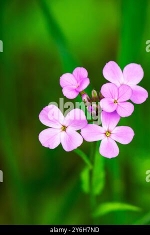 Una vista ravvicinata del razzo Purple dame scattato a maggio nel Wisconsin. Foto Stock