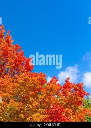 Alberi di acero autunnali colorati con cielo blu e nuvole bianche sullo sfondo. Spazio di testo Foto Stock