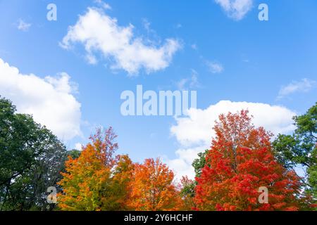 Alberi di acero autunnali colorati con cielo blu e nuvole bianche sullo sfondo. Spazio di testo Foto Stock