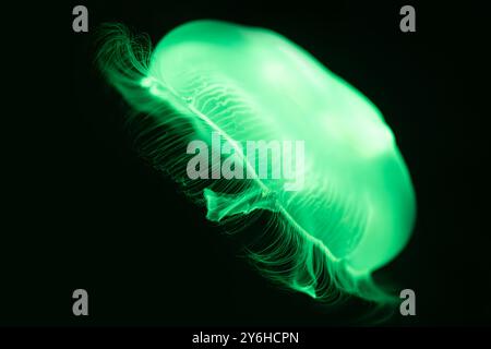 Gelatina di luna traslucida (Aurelia aurita) illuminata da colori presso il Georgia Aquarium nel centro di Atlanta, Georgia. (USA) Foto Stock