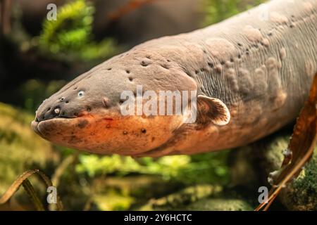 Anguilla elettrica (Electrophorus electricus) al Georgia Aquarium nel centro di Atlanta, Georgia. (USA) Foto Stock