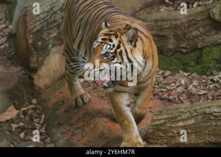 Una tigre di Sumatra era in piedi su una roccia che si guardava intorno e ruggeva Foto Stock