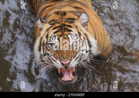 Una tigre di Sumatra nuota nello stagno mentre ruggisce Foto Stock