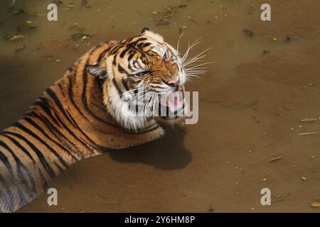Una tigre di Sumatra nuota nello stagno mentre ruggisce Foto Stock