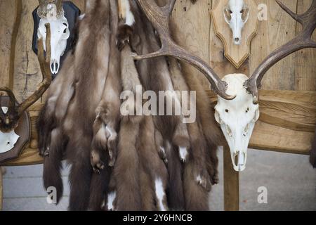 Una disposizione rustica che mostra pellicce, teschi e corna di animali montati su uno sfondo in legno, catturando un'estetica vintage e naturale. Foto Stock