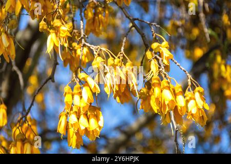 Fiori di Kowhai nativi (Sophora) su albero, Cashmere, Christchurch, regione di Canterbury, Isola del Sud, nuova Zelanda Foto Stock