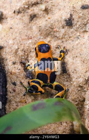 Imitare l'intermediario rana veleno, Ranitomeya imitator intermedius Foto Stock