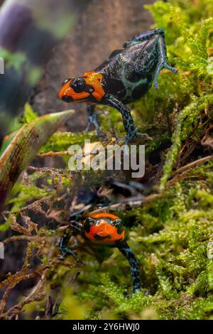 Rane velenose benedette, Ranitomeya benedicta Foto Stock