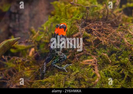 Rana velenosa benedetta, Ranitomeya benedicta, foto scattata con lente URSS Volna 9 Foto Stock