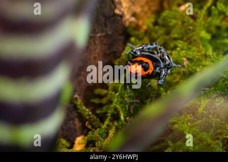 Rana velenosa benedetta, Ranitomeya benedicta Foto Stock