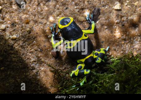 Rana veleno con testa gialla Cerro Autana, Dendrobates leucomelas Cerro Autana Foto Stock