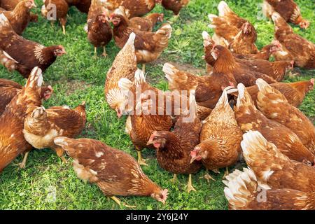 Vita agricola naturale con polli all'aperto, allevamento di galline su pascolo verde, allevamento di pollame biologico Foto Stock