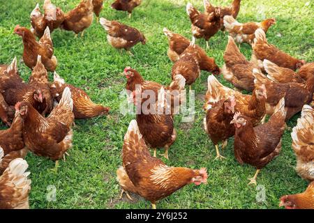 Polli che pascolano liberamente su erba verde rigogliosa, un ambiente agricolo pastorale che promuove pollame sano e felice, concetto di agricoltura sostenibile Foto Stock