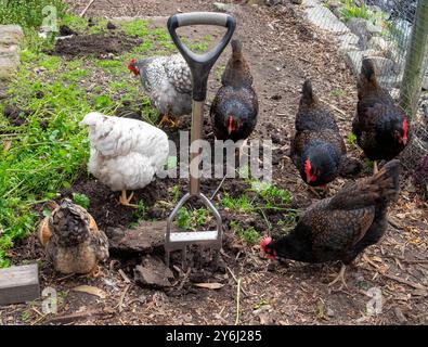 Il pollame che gira sopra le mandrie di terra in cerca di vermi Foto Stock