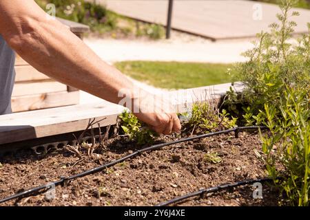 Giardiniere che si prende cura delle piante, rimuove le erbacce nel letto dell'orto, primo piano della mano, attività di giardinaggio primaverile, concetto di giardinaggio Foto Stock