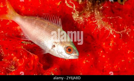 Indonesia, Raja Ampat, Yellowtail Fusilier (Caesio cuning), Red-Bellied Fusilier Foto Stock