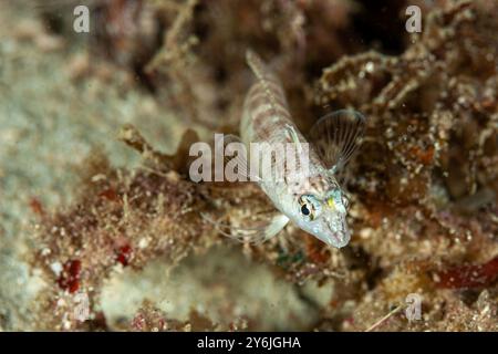 Indonesia, Raja Ampat, pesci che nuotano tra i coralli Foto Stock