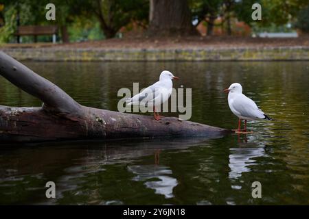 Due gabbiani d'argento bianchi luminosi, o gabbiani, in piedi su un tronco di legno nello stagno di un parco suburbano Foto Stock