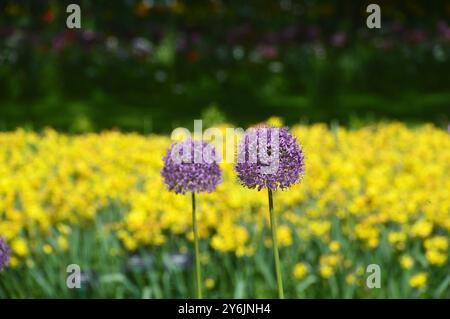 "Purple Sensation" Allium Flowers con narcisi sullo sfondo ai Giardini Keukenhof, Lisse, Paesi Bassi, UE. Foto Stock