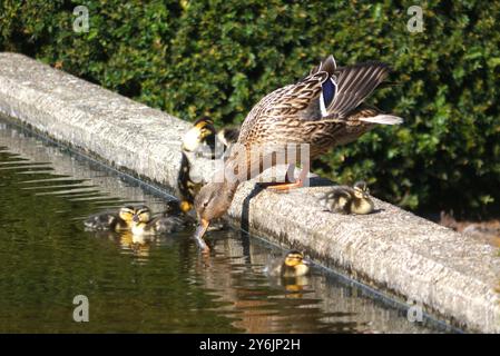 Anatra al germoglio (Drake) con pulcini (anatre) sul bordo di uno stagno ai Giardini Keukenhof, Lisse, Paesi Bassi, UE. Foto Stock