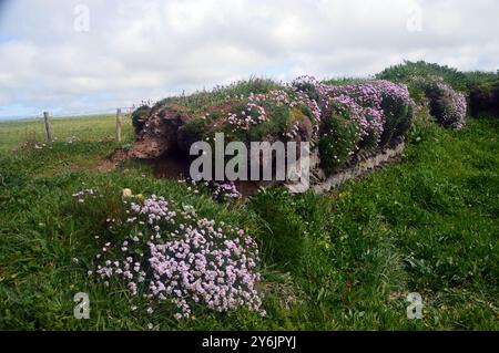 Tradizionale parete di pietra secca a spina di pesce di ardesia della Cornovaglia fatta a mano con fiori di mare rosa sul sentiero costiero sud-occidentale, in Cornovaglia. Foto Stock