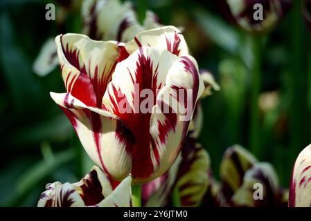 Fiore singolo di Tulipa bianco e rosso "Tulipa Agenensis" (Tulipa Agenensis) in mostra ai Giardini dei tulipani Keukenhof, Paesi Bassi, UE. Foto Stock