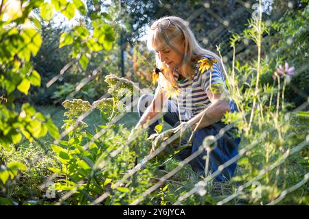 Donna anziana che lavora alla sua assegnazione in una giornata di sole Foto Stock