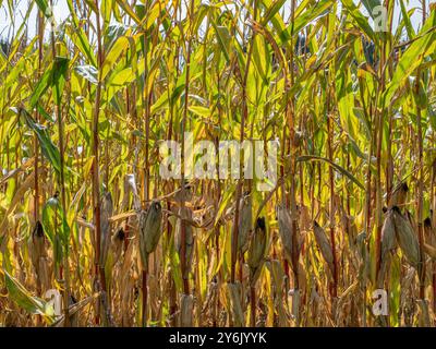 Campo di mais essiccato, cambiamenti climatici, danni da calore, Baviera, Germania, Europa Foto Stock