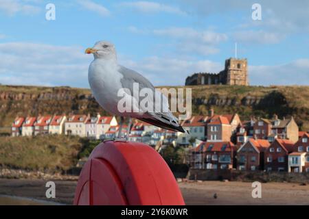 Gabbiano sulla cintura di salvataggio con Whitby East Cliff sullo sfondo Foto Stock