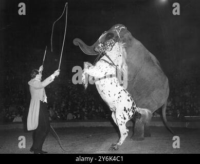 Elefanti e cavalli di tigre di Frank Althoff che valgono e pirouette insieme sul ring, al Bertram Mills Circus di Olympia, Londra, Inghilterra, 23 dicembre 1966 Foto Stock