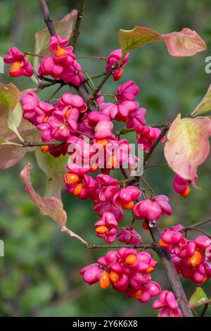 Bacche di mandrino rosa sull'albero di mandrino europeo (Euonymus europaeus) durante settembre o autunno, Regno Unito Foto Stock