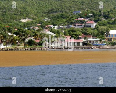 Tappetini galleggianti di sargassum di fronte all'isola di Desirade nel luglio 2024 nell'arcipelago di Guadalupa. L'inondazione di Sargassum causa danni ambientali Foto Stock