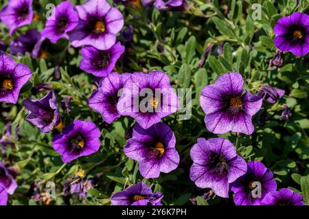 un primo piano di un vaso di fiori pieno di fiori di uva milioni di campane Foto Stock