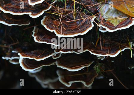 Funghi di coda di tacchino che crescono su un tronco di albero morto, foresta di Hamsterley, Counry Durham, Inghilterra, Regno Unito. Foto Stock