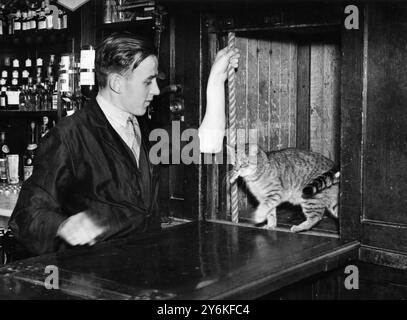 Il gatto residente prende un ascensore al bar. Foto Stock