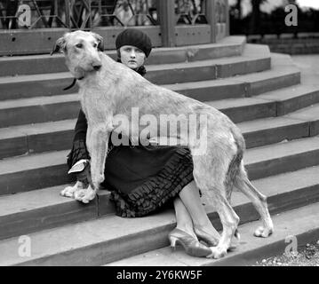 Kennel Club Show al Crystal Palace. Miss Joan Southey con il suo Wolfhound irlandese "Crewkerne Marcheta". 1926 Foto Stock