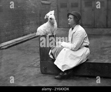 National Terrier Show a Olympia. La signora E. Pendarvis (moglie dell'Epsom Trainer) con il suo Sealyham 'Downshill Demure'. 1924 Foto Stock