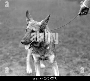 Spettacolo campionario Alsatian Dog Club allo Stanford Bridge. Lady Helena Gleichen's (Palazzo di San Giame, W.1.) "Perfezione di Craig Hyell". 9 giugno 1922 Foto Stock