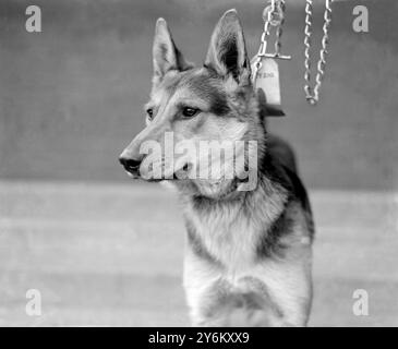 Spettacolo campionario Alsatian Dog Club allo Stanford Bridge. La Duchessa di Westminster con "Fang". Probabilmente la duchessa è Violet Mary Nelson, figlia di Sir William Nelson, i baronetto. 1922 Foto Stock