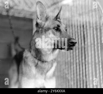 Spettacolo campionario Alsatian Dog Club allo Stanford Bridge. La Duchessa di Westminster con "Fang". Probabilmente la duchessa è Violet Mary Nelson, figlia di Sir William Nelson, i baronetto. 1922 Foto Stock