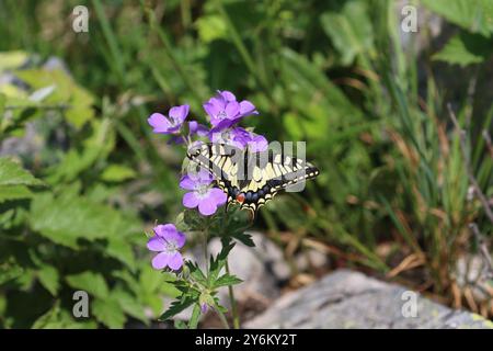 Farfalla a coda di rondine comune - Papilio machaon Foto Stock