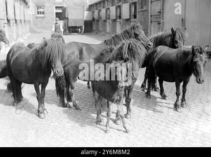 Pony delle Shetland dati a Lady Smith Dorrien per essere venduti all'asta in aiuto dei fondi Blue Cross. 3 luglio 1917 Foto Stock