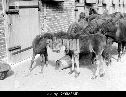 Pony delle Shetland dati a Lady Smith Dorrien per essere venduti all'asta in aiuto dei fondi Blue Cross. 3 luglio 1917 Foto Stock