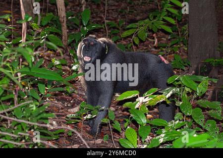 Macaco crestato nero nella riserva forestale di Tangkoko Batuangus Foto Stock