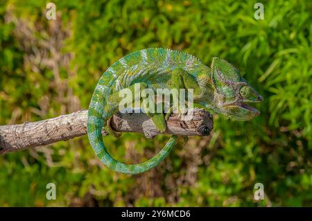 Il Camaleonte Arabo riposa alla fine di un ramo Foto Stock