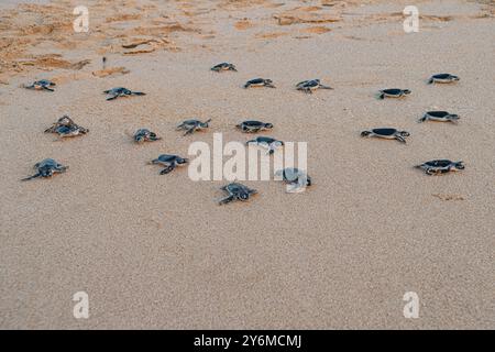 Le tartarughe verdi nacquero, precipitano in mare dopo essere emerse dalle loro uova Foto Stock