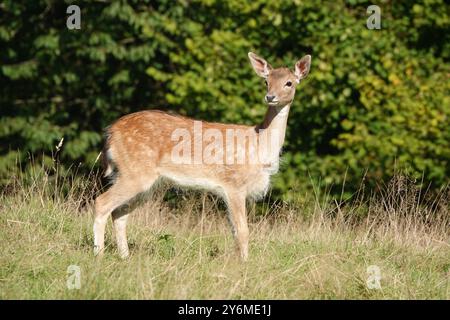 Summer UK, Alert Fawn Foto Stock