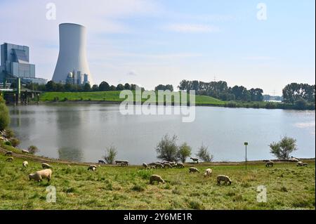 Centrale elettrica di Duisburg Walsum, Renania settentrionale-Vestfalia, Germania; caldaia e torre di raffreddamento con uso combinato come camino Foto Stock