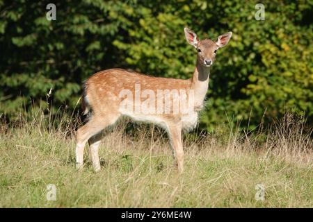 Summer UK, Alert Fallow Deer Fawn Foto Stock
