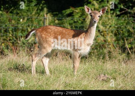 Estate Regno Unito, Fallow Deer Fawn Foto Stock